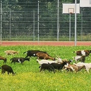 Kozy vyrazily na vysokoškolskou kolej