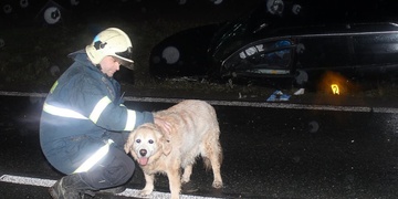 Pejska si ještě během noci převzala dcera a musela potkat opilého viníka