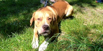 Obřík i Ron našli nový domov