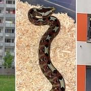 Zásah hasičů v bytě, kde muže uštkl prudce jedovatý exotický had