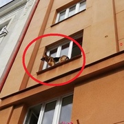 Německý ovčák akrobatem