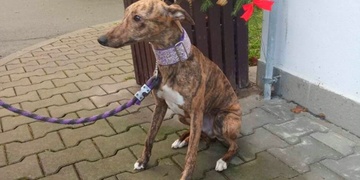 Fenka Kráska je již doma