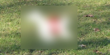 Dva psi roztrhali před obchodem uvázaného psíka