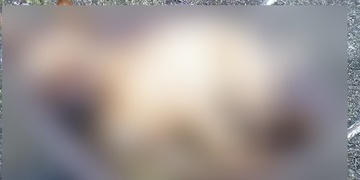 Muž údajně při obraně zastřelil psa