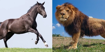 Střet se splašeným koněm i údajný útok lva