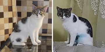 Pomozte prosím najít kočičku Mášu