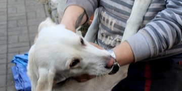 Na návštěvě za fenkou Jessy, psem který zachránil 5 lidí