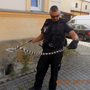 Had, bitka pro imaginární drogy, opilci i celostátně hledaní