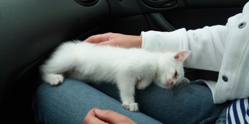 Záchráněné kotě, děkuji všem!