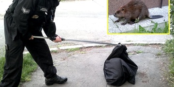 Strážníci lovili řádně naštvaného bobra