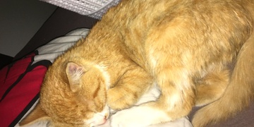 Mia se ztratila v Plzni v zadních Skvrňanech