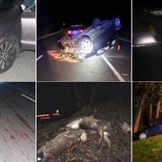 Znovu přibývají střety aut se zvěří