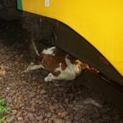 Vlak srazil a usmrtil krávu
