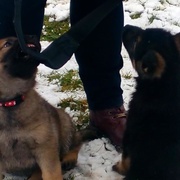 Bára, Jessy, Roxy, Whiskey, Armin, Dag a Joker