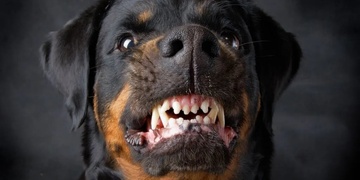 "Nepomůžu, nemám tady signál!" sdělila majitelka psa vážně zraněné ženě a z místa odešla