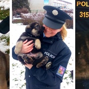 Pomozte nám pojmenovat nové policejní psí bojovníky