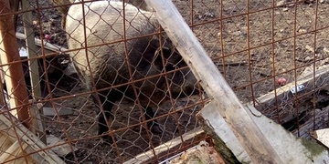 Strážníci v Plzni chytali prase