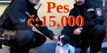Patnáctitisící pes právě dorazil do plzeňského útulku!