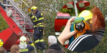 Záchrana čtyřměsíčního papouška Rudolfa