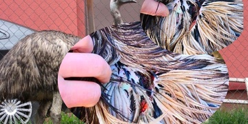 Někdo napadl, ošklivě zranil a vypustil pštrosa