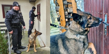 Služebního psa Maca během párání po pachateli napadlo a vážně zranilo divoké prase
