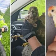Policisté zachraňovali káně, strážníci pro změnu papouška