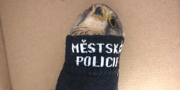 Poštolka něčí hloupou zábavu nepřežila