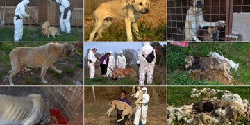 Horor: Mrtví psi, živí posetí ranami i hromada hnijících ovcí