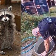 "Nudíte se? Kupte si medvídka mývala!"