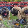 Kdo zaživa upálil pět nádherných psů? Rok po požáru zůstává tato otázka bez odpovědi, i když je vypsaná odměna přes šedesát tisíc!