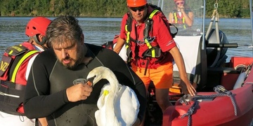 Záchrana se záchranáři - záchrana zraněné labutě na Hracholuskách