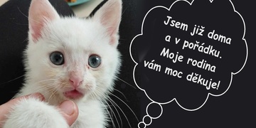 Minikočičák Jerry je již doma a rodina vám moc děkuje