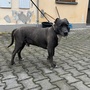 Dne 12.06.2026 pes nalezen v ul. Boettingerova, Plzeň. Pes má zraněnou PZK.
