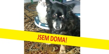 Podezřelá žena byla zajištěna a Bentley je již zpět doma, majitelka moc děkuje všem za pomoc