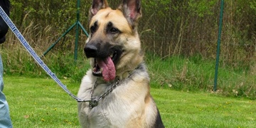 Bond zadržel dalšího zloděje, tentokrát přímo při činu