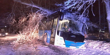 Vzrostlý strom se zlomil a dopadl na autobus