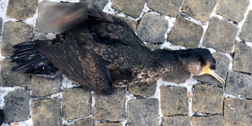 Trolejbus na Americké usmrtil kormorána