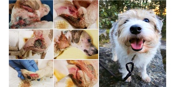 "Je nevinný!" - soud dnes zprostil Švece z obžaloby z týrání zvířete