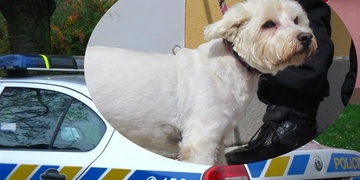 Mnoho štěstí babičko i westíku!