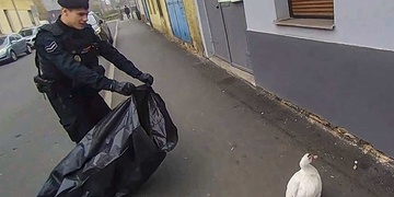 Strážníci v Plzni odchytávali kachnu