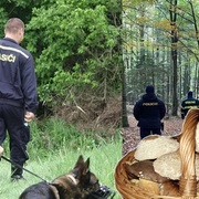 Za poslední tři dny se na západě Česka pátralo po osmi houbařích