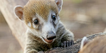 Gratulujeme plzeňské zoo k narození nádherných nosálků