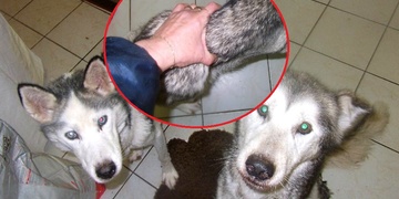 Dvě týrané fenky Sibiřského husky nyní bojují o život