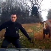 Býk napadl a zranil muže + starší video napadení policistů krávou