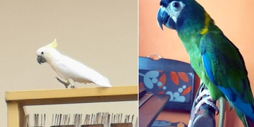 Hledají se papoušci Ara jménem Ozzík a Kakadu Bertík