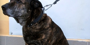 Narkomanův pes napadl cestujícího v trolejbusu