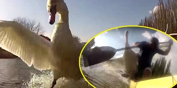 Bojovný labuťák „torpéduje“ lodě na Radbuze