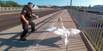 Odchyt labutě na mostě generála Pattona