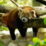 Panda jménem „Nepál“ je nalezena živá a zdravá