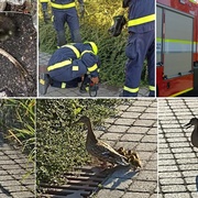 Omladinu hasiči zachraňovali pod velice pečlivým dohledem matky kachny